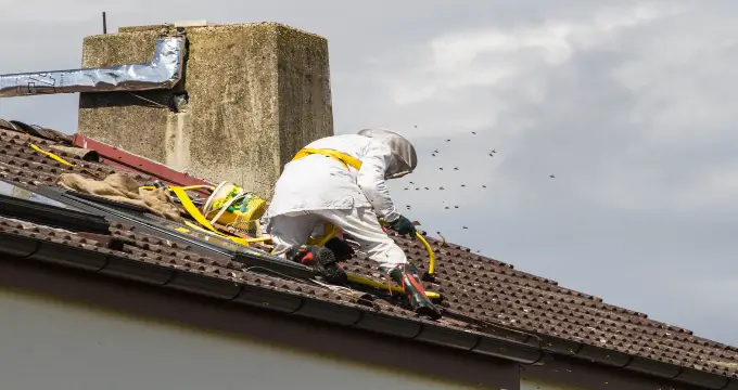 Guêpes et frelons à Anvers