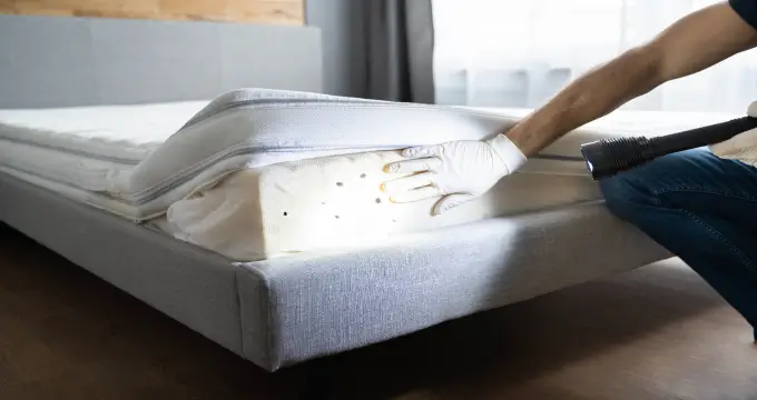 Punaises de lit à Anvers